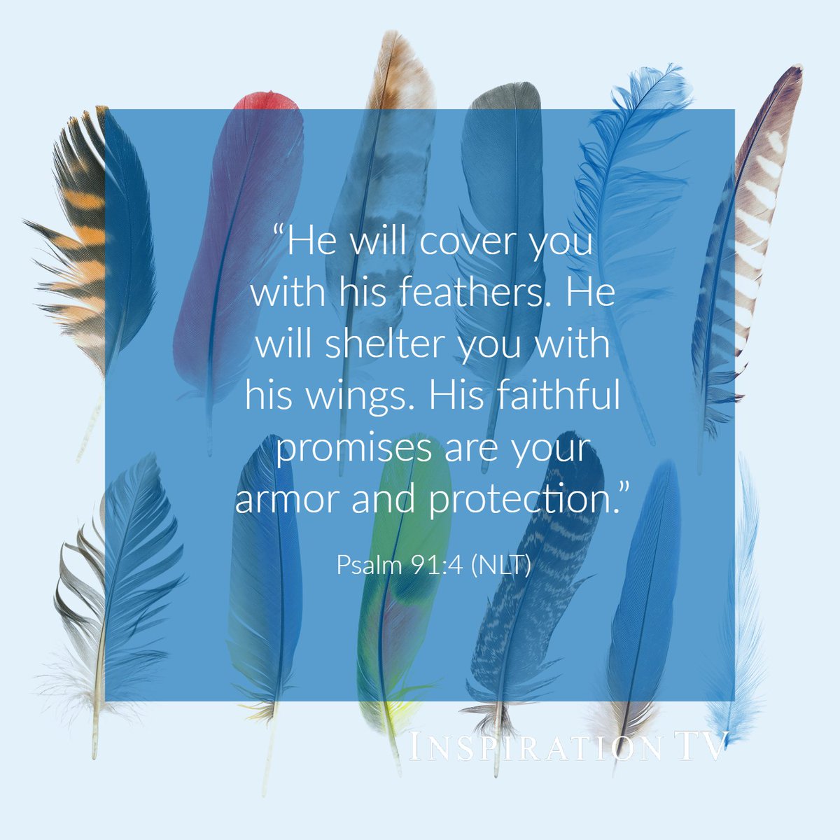 DavidCerullo's tweet photo. "He will cover you with his feathers. He will shelter you with his wings. His faithful promises are your armor and protection." -Psalm 91:4 Be inspired daily. Read more: https://t.co/oWCR0vzFw6. #dailyinspiration #GodOurProtector #shelter https://t.co/ZMs00MR54U