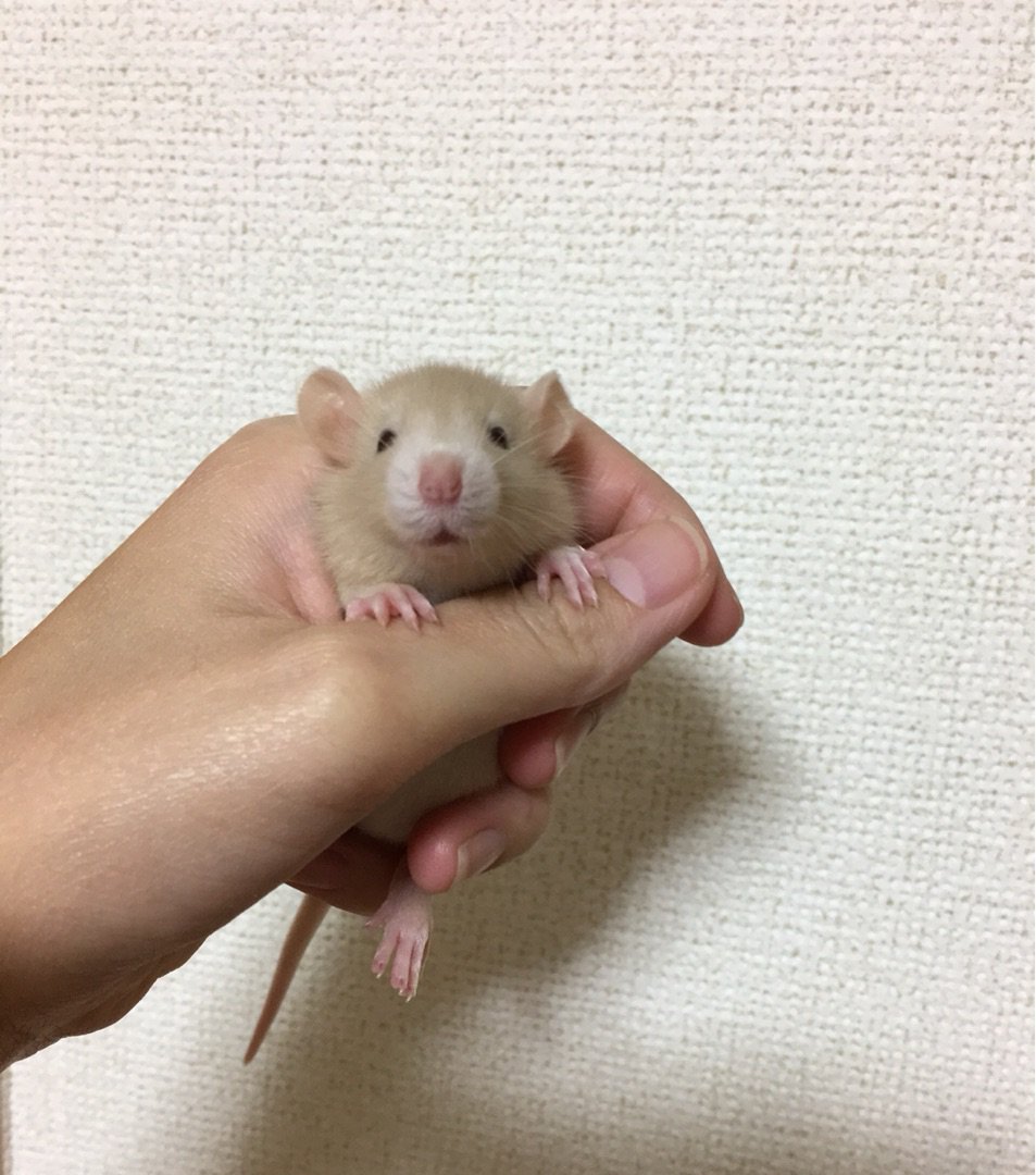 ダンボラット ダンボラット