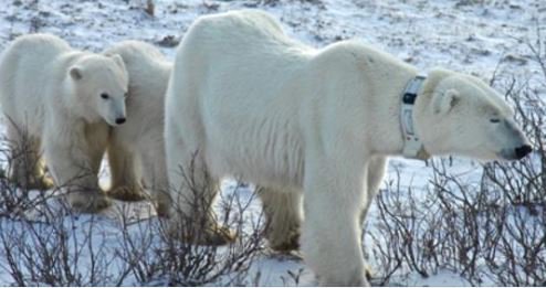 CLS_Group's tweet photo. The data collected on the bears helps wildlife managers make decisions. It’s a challenging time ahead for polar bears, but knowing them better should help @AEDerocher #Climatechange #wildllife #Argossystem https://t.co/64BZsOeH7z https://t.co/jZk0ea6yI8
