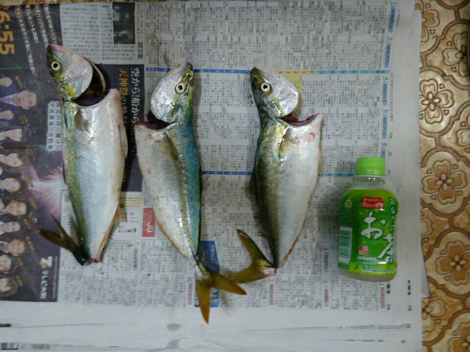～釣果報告～大蔵海岸
ツバス3匹～
めっちゃめっちゃ沸いてて楽しかった！😊