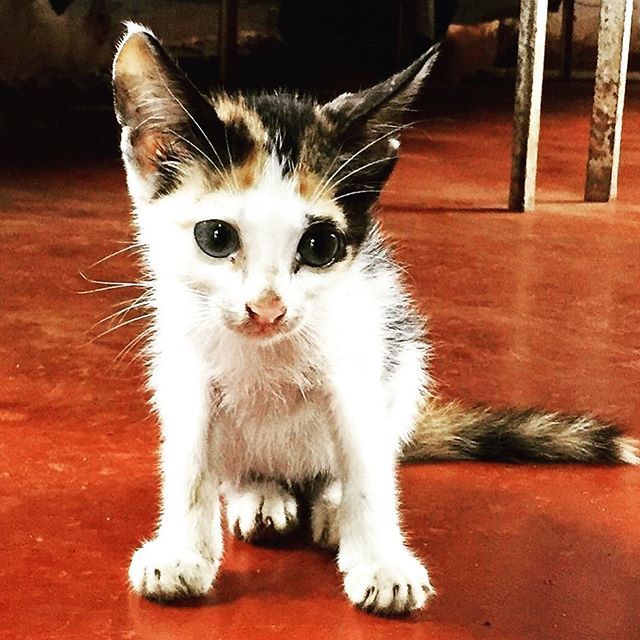 Our fostercare and adoption centre at the Hicks ITC gives little kittens like this one the chance of a new life with a loving local family... but until then, they make the perfect playmates for our staff! #cat #kitten #animalwelfare #everyanimalmatters #… ift.tt/2LQR8JV