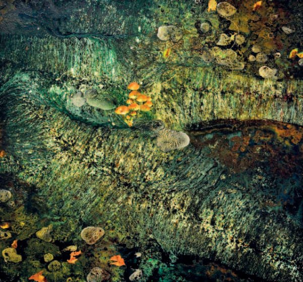 “Someone once told me, when talking about trees, that there is as much below ground as above.  It made me realise that, in the natural world, there is as much you don’t see as that we do see.”
#MichaelPorter exhibiting in ‘The Arborealists &amp; Other Painters ’ show until 4 August.