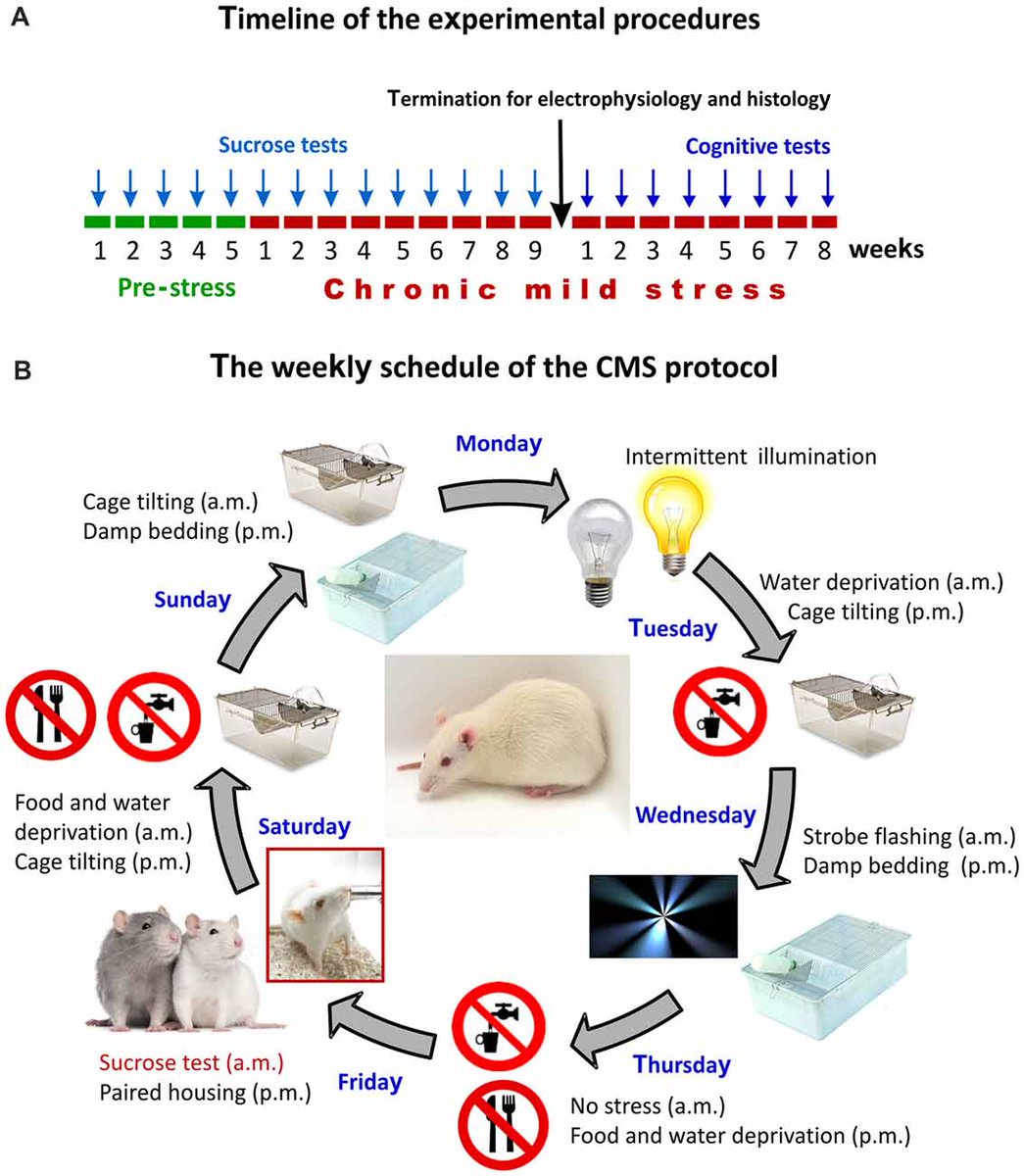 FrontiersIn's tweet image. Long-Term Stress Disrupts the Structural and Functional Integrity of GABAergic Neuronal Networks in the Medial Prefrontal Cortex of Rats. Published in @FrontNeurosci fron.tiers.in/go/uDZEDT