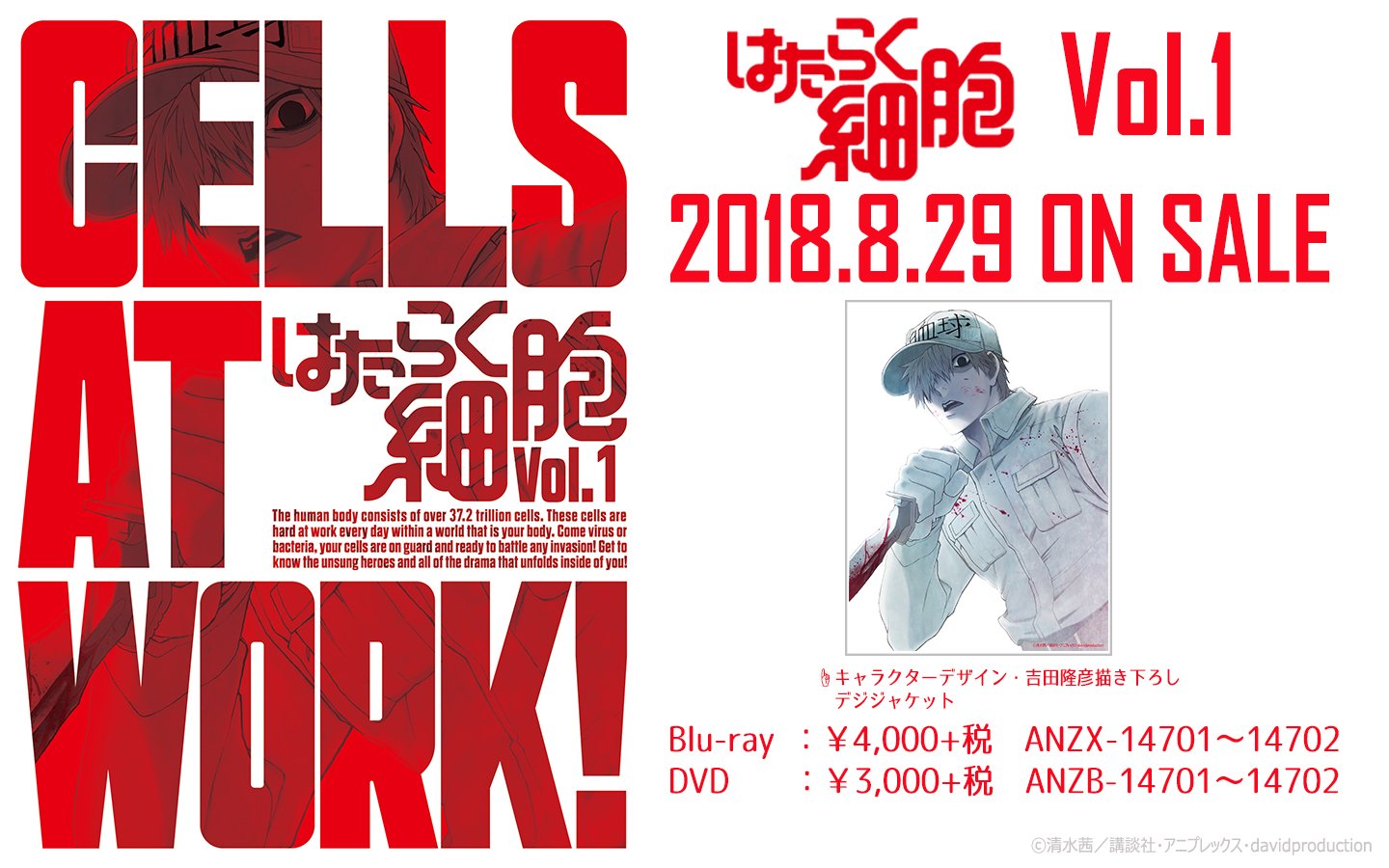 はたらく細胞 公式 Blu Ray Dvd第1巻ジャケット公開中 8月29日 水 に発売となるblu Ray Dvd第1巻ジャケットを本日公開いたしました キャラクターデザイン 吉田隆彦描き下ろしデジジャケットは白血球 好中球 さん とてもカッコいいです