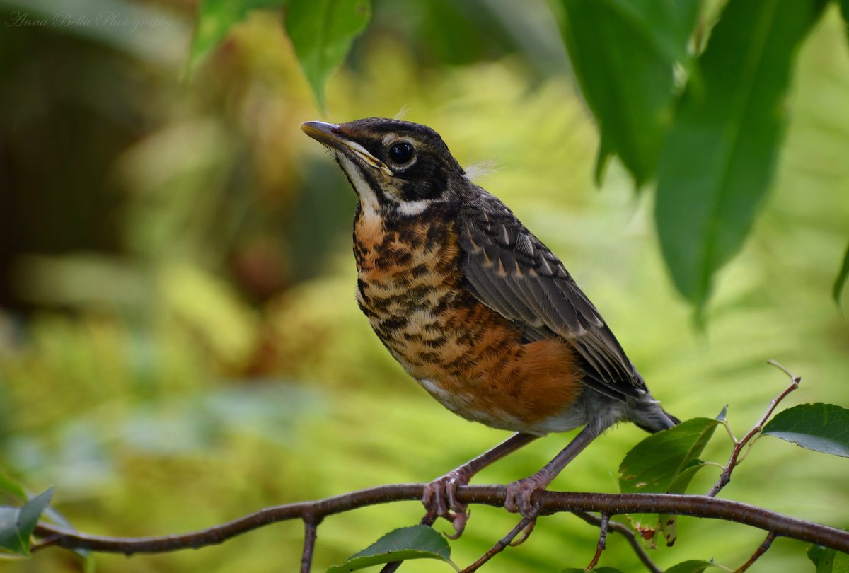 AnnaBellaPics's tweet photo. So much garden entertainment lately with colorful blooms &amp; new life. In the #garden yesterday &amp; this baby robin was hanging out in a nearby tree. 🧡 #photography #ThePhotoHour #birds #birdwatching https://t.co/JbV0a5E78F