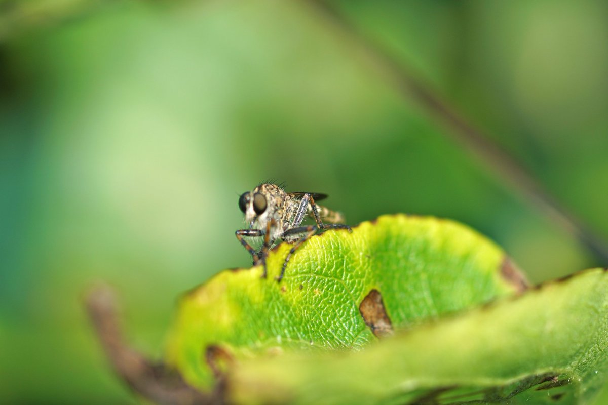 Ziet er schattig uit, zolang je geen potentiële prooi bent. Donkere ringpootroofvlieg #Texel