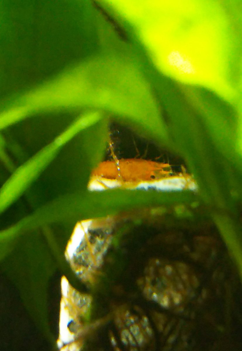 アクアリウム 水槽87日目 白点病闘病5日目です １日おきの換水は続けています エビの調子がよくないので あわてて水温を28 9 27 3へ下げました すごく動かないオレンジシュリンプが一匹 心配です テトラは病状変わらずですが それなりに元気