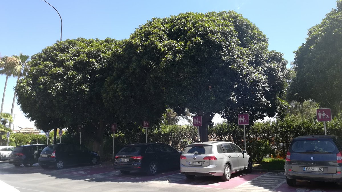 ¡Un aparcamiento con sombra!