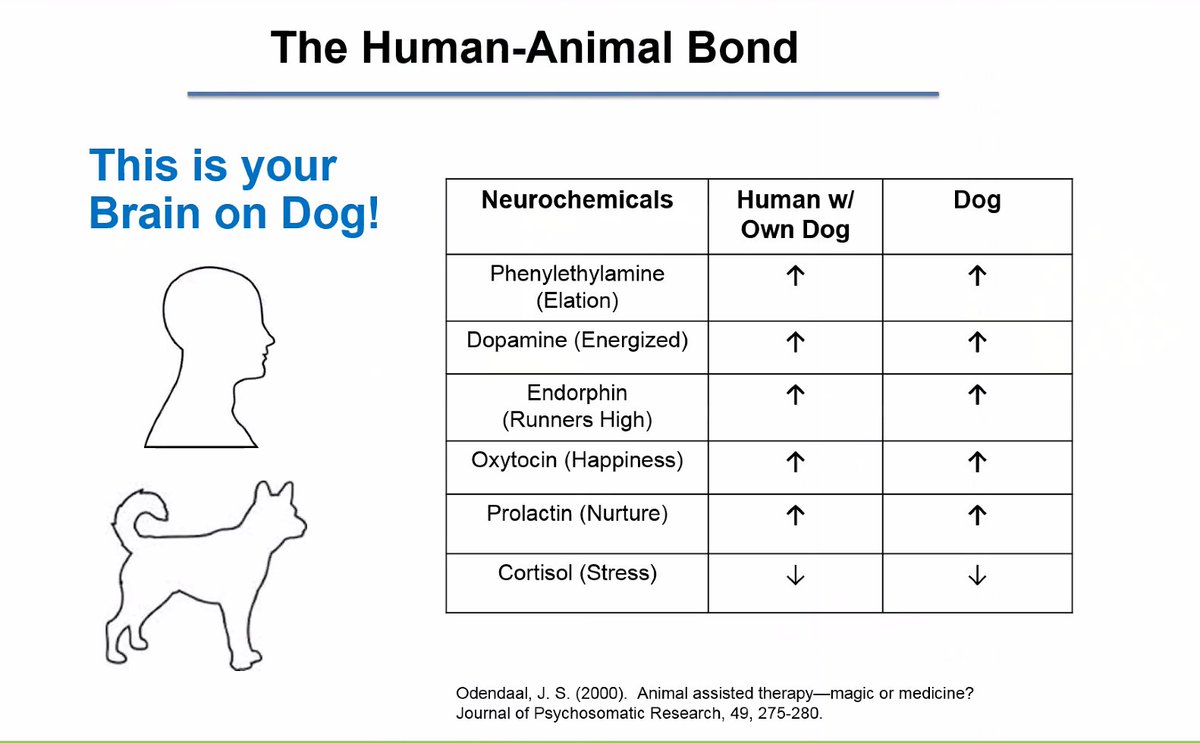 ILNmuse's tweet photo. #ILN #VirtualThursday @HABRITweets @stevefeldman It's the chemical cocktail for #love! #humananimalbond #peteffect https://t.co/ovt6s9vv4y