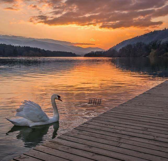 Красивые озера лебеди. Лебединое озеро Сочи. Лебедушка Лебединое озеро. Красивые пейзажи с лебедями. Лебеди на озере.