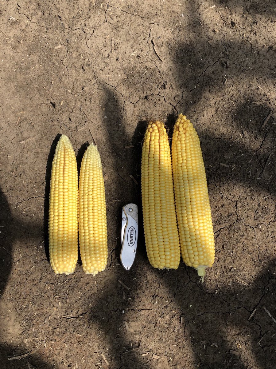 ryleestreit's tweet photo. Get ahead, stay ahead. @HelenaAgri starter trials looking good in Central Illinois. 
@HelenaIntern #HelenaIntern18 

(Starter on left in 1st image, right in 2nd) https://t.co/DhxSwZLC3j