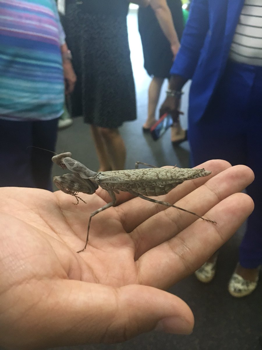 PYNinc's tweet photo. We had so much fun at @philainsects where WorkReady interns trained as animal caretakers and @chekemma made a new friend 🕷 #CelebrateWR #PASummerIntern https://t.co/spUj8Hv6n0
