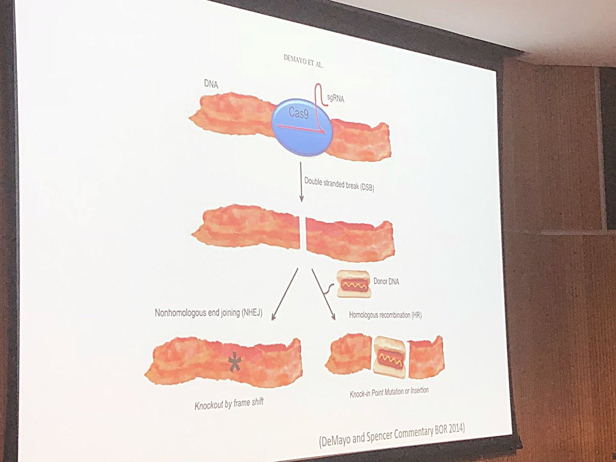 CamiDRyan's tweet photo. Clever communication tactic. Using crispy bacon (image) to explain CRISPR/Cas9 in combatting PRRS. Kristin Whitworth @Mizzou
Dr Whitworth is an effective presenter... and humorous!
#PRRS #pigs #geneeditingdanforth https://t.co/5FsUjWEOPl