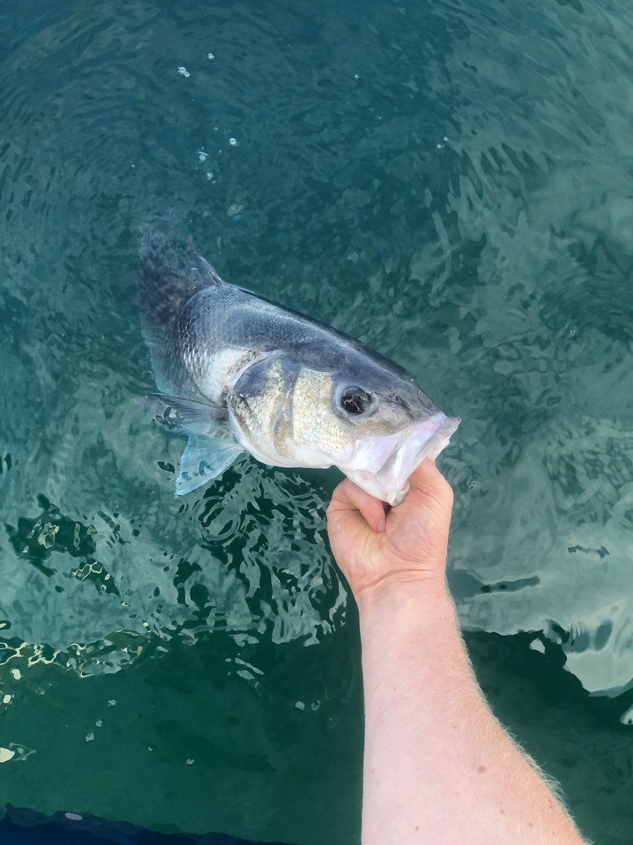 JRWheelerlure's tweet photo. First cast this morning https://t.co/Ejo62a9ab6