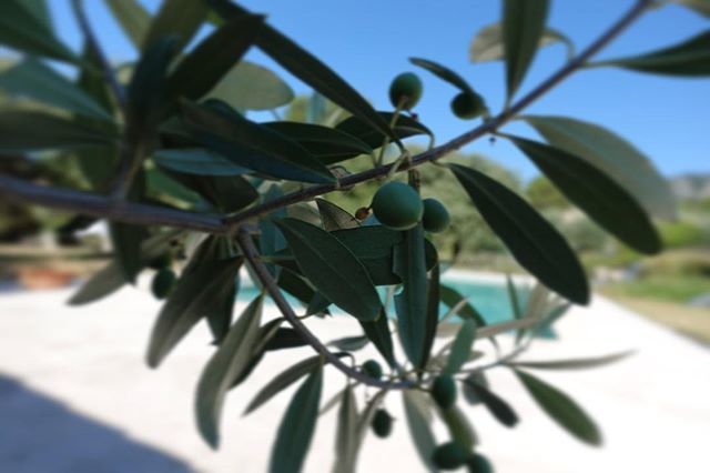 Pause_Luberon's tweet photo. Les olives prennent un bain de soleil #merindol #luberon #pauseluberon #olive #huiledolive #oliveoil https://t.co/omn5G9Xib2 https://t.co/qKdeWVPfAF