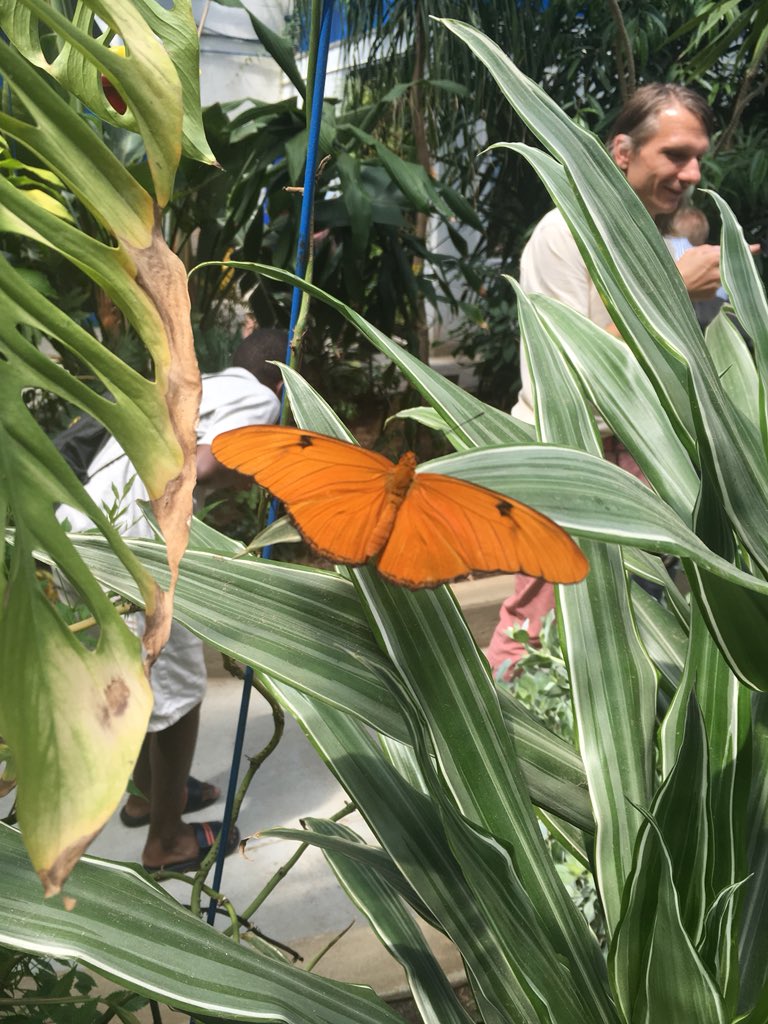 PYNinc's tweet image. WorkReady interns @philainsects work to educate the public on the various species of insects, like this butterfly, and to raise awareness on their conservation and protection. 
#CelebrateWR #PASummerIntern