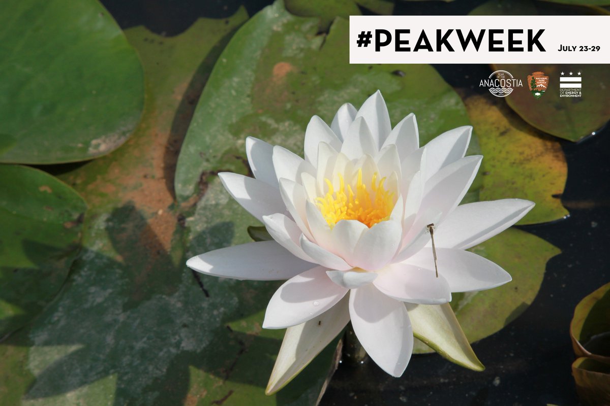 DOEE_DC's tweet photo. The lilies at Kenilworth Gardens are in rare full bloom. It's #PeakWeak, so make time to see this spectacular sight! There's even a Jazz & Lily Pads Concert on Saturday. See you there!🎶😎 https://t.co/mFtMv0vEVE #PeakWeek #YearOfTheAnacostia https://t.co/Xg1icTF8Lu