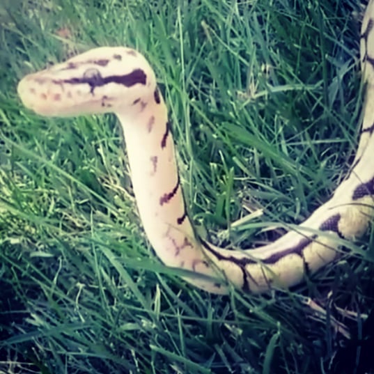 XYZReptiles's tweet photo. Sneaky snekk Primrose (her nickname is yogurt thanks to fans)
#snake #snakes #snakesofinstagram #ballpython #python #royalpython #slitherysnake #snakesoutside #snakeeyes #primrose #pets #cute #xyzreptiles #gorgeous #yogurt 📷: @sarahblooeyes https://t.co/0uWmD1990q