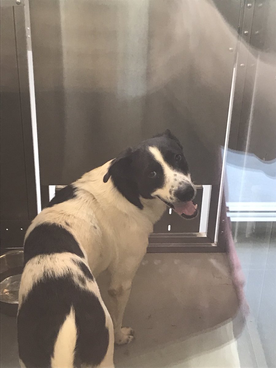 Don’t be fooled by their smiling faces, these guys would much rather be in a loving home!