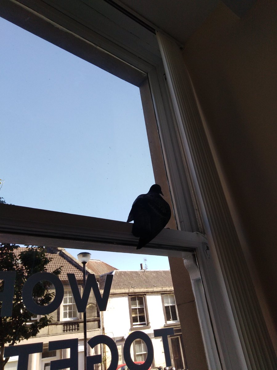 ClacksTRF (@clackstrf) on Twitter photo When you need to leave for a meeting but a pigeon refuses to leave your building 🤣 When you need to leave for a meeting but a pigeon refuses to leave your building 🤣