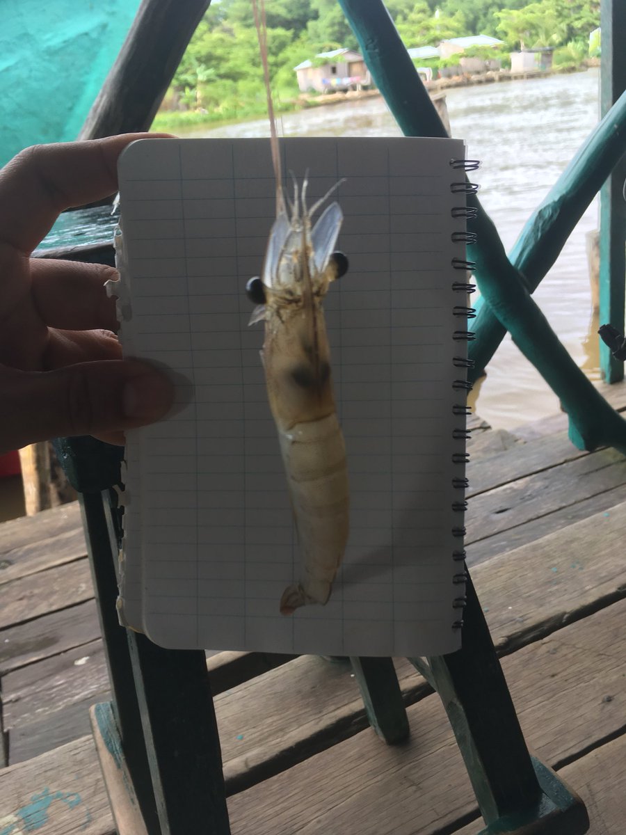 naristiz's tweet image. #BocasDelAtrato @MariaFernandaP4 @youthmappers #researchfellowship #humanitarianmapping #Mangroves #sustaindev @naristiz
#Resilience
#Turbo
#GeoSIG
#ElUnoBay
@Mangle_Blanco
@NataliaSArruda
@cienciaUdeA
@ingenieriaUdeA