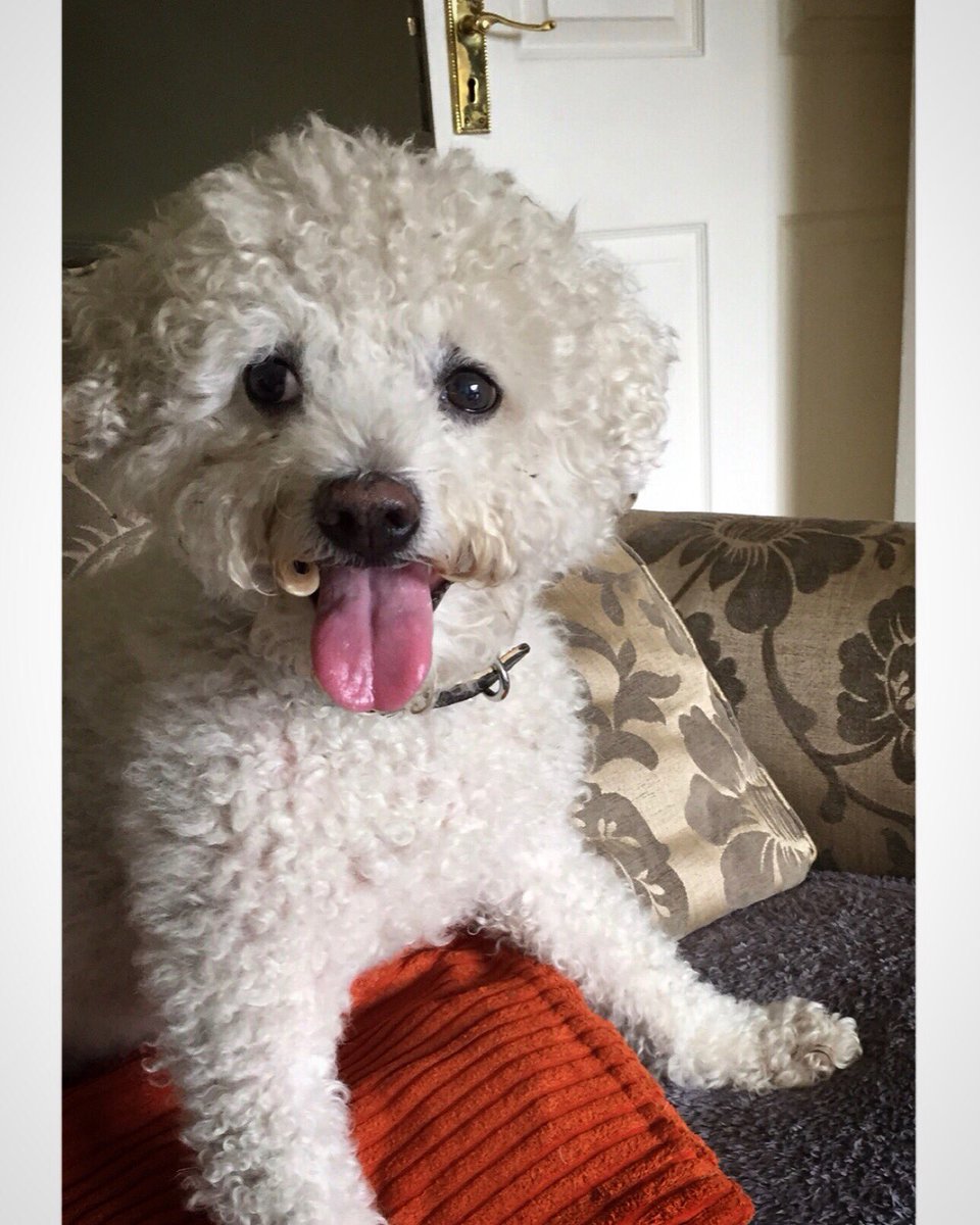 Glad to see our latest houseguest is settling in nicely. 🐶🐾💕 #happydog #dogminding #fionasdogbnb <a href="/HouseMyDog/">HouseMyDog</a>