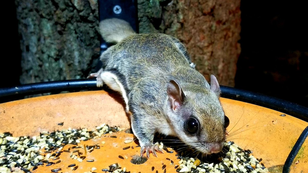 PetricRada's tweet photo. Souther flying squirrel
(Glaucomys volans) visiting the neighbors bird feeder. Highlands Biological Station #wildlife #animals https://t.co/OFpP209AcV