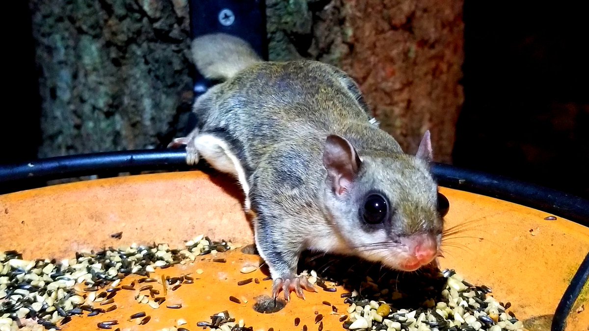 Rada Petric On Twitter Souther Flying Squirrel Glaucomys Volans