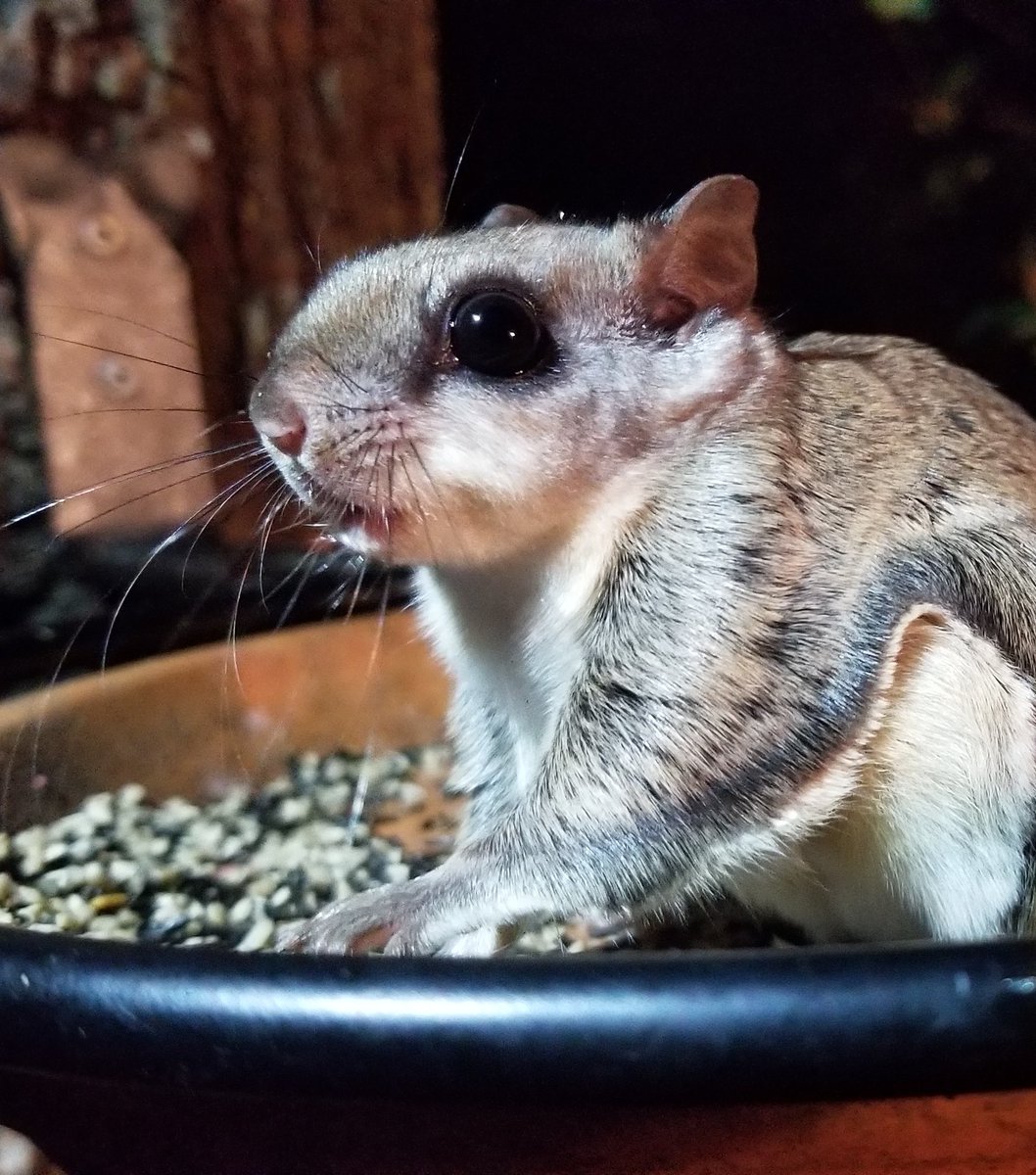 Rada Petric On Twitter Souther Flying Squirrel Glaucomys Volans