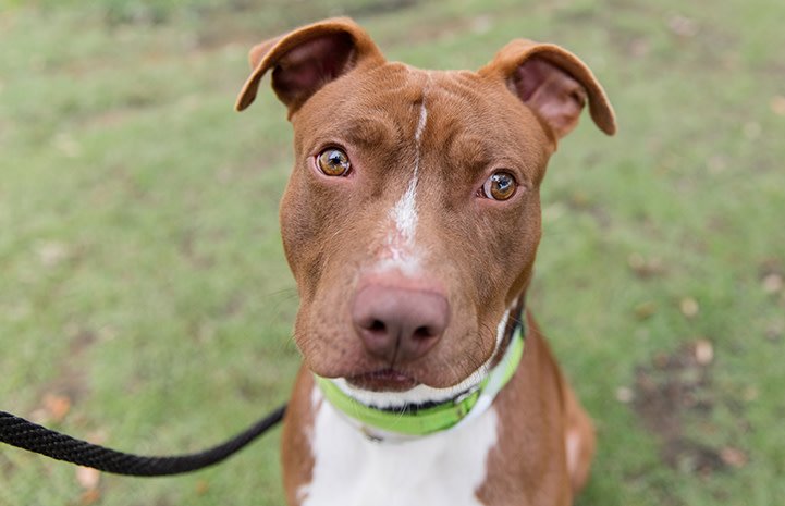 Harvey needed healing and love after being rescued from Hurricane Harvey then transported to <a href="/BFAS_ATL/">Best Friends-Atlanta</a>. He found himself a loving home and now he's the healer! See how he's bringing out the best in his new family: bit.ly/2usOfIw. ^ND
