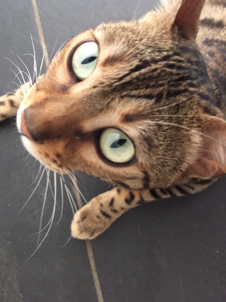 BengalWilma's tweet photo. Its my birthday ... I am TWO!! 😻😻🎂🍸🍾 #BirthdayGirl #GorgeousWilma #birthday #Bengals  #celebrate #fizz https://t.co/IC9gS4naMh