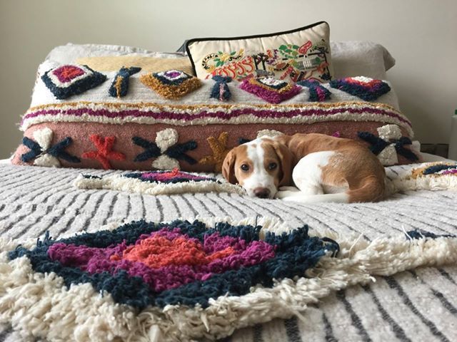StuartPetSupply's tweet photo. I think I will stay in bed this morning! -Clementine #Clementine #petfeature #featuredpet #StuartPetSupply #Beagle #ThursdayMorning #pupfluence #dogfluence #cozy #sleepingin #overslept #beaglefan #beagles #beaglepuppy 

https://t.co/ZhnaxnqED5 https://t.co/Ue6qzVvaSJ