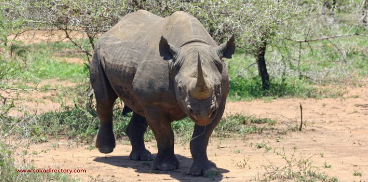 ms_shawiza's tweet photo. The 10th Endangered Black Rhino Dies as CS Balala Oversees the Destruction of our Heritage Without Consequences https://t.co/Kk45RVtc8U #SokoNews https://t.co/zY5PfK5AsG