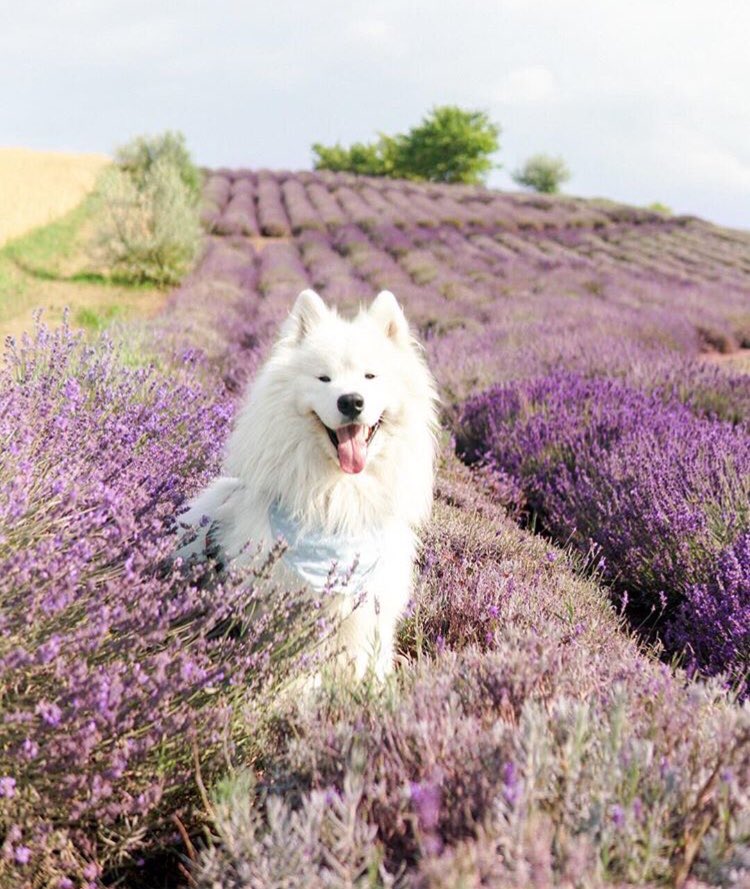 DANtheSamoyed🐶 tweet media