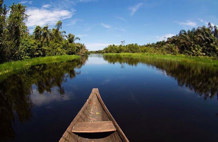 LASPARKLagos's tweet photo. It’s #MangroveDay.

DYK Mangroves are rare and spectacular ecosystems on the boundary between land and sea.

In Lagos, the lovely fauna and flora of the #EpeMangrove makes it a perfect site for tourists. 

📸 The Picture Wise, Bidsingraceland, Nene_uwa https://t.co/OksNSyawPR
