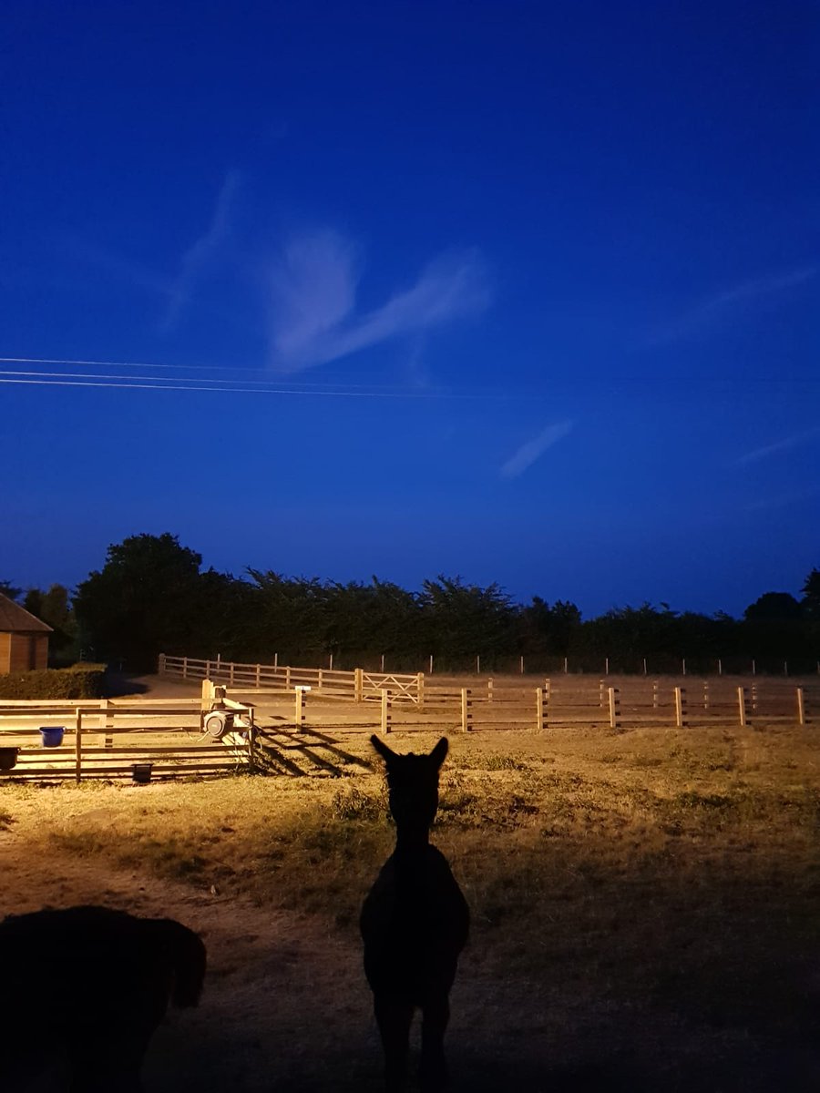 allmanorofevent's tweet photo. A ❤️ in the sky above our pregnant Alpaca.......💕 #alpaca #love #amoe #allmanorofevents #eventvenue #suffolk #suffolkweddingvenue #cloudhearts https://t.co/iGl9igKTxD