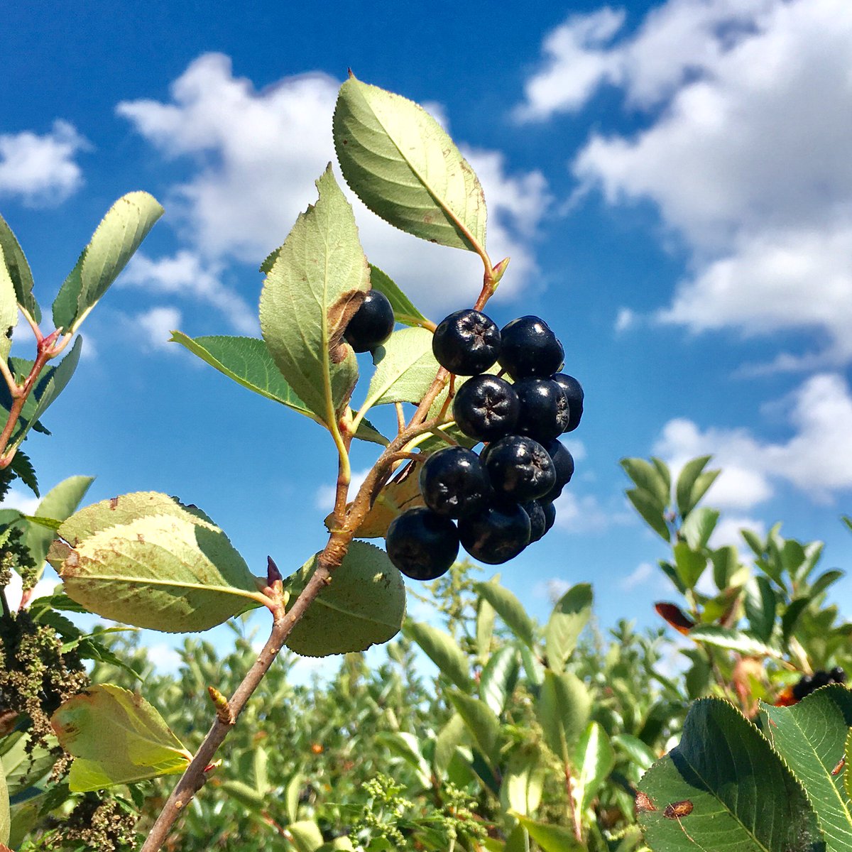 Bald schon kann die Aroniaernte beginnen😍  Bevor es aber so weit ist, haben wir hier die wichtigsten Pflegetipps für euch 👉🏼 aronia-original.de/beerenblog/son…