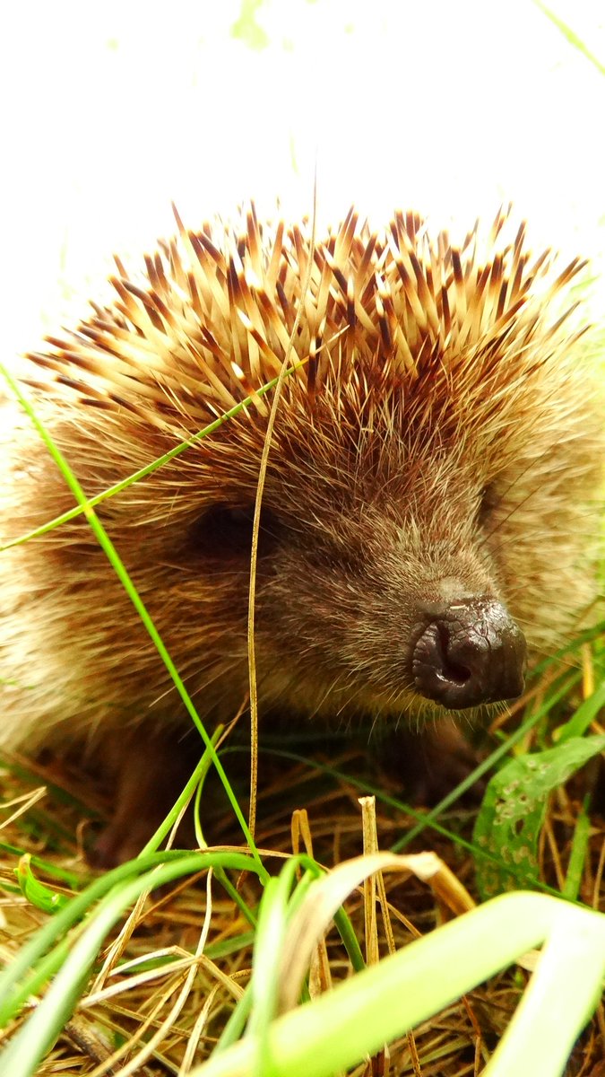 Barskiy73's tweet image. A few days ago I was given a link belacam.com/ref/Hobby         I tried to post photos on this resource. My photos started to earn. I can not say that much, but when the counter of the crypto currency grows, it pleases. Perhaps it will be useful to you, friends.