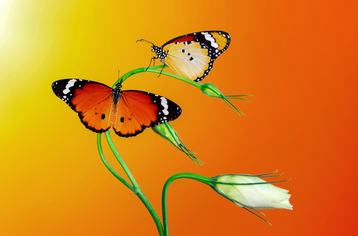 We delight in the beauty of the butterfly
But rarely admit the changes it has gone through to achieve that beauty.

Maya Angelou
Pic Mustafa Ozturk