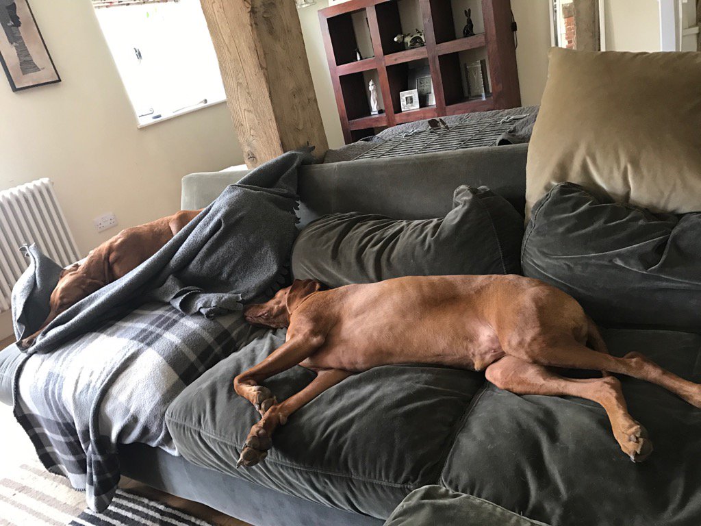 vizslalives's tweet photo. It's very hot outside 😝 #gingerninjas #itscoolinside https://t.co/i7MfMpOmgE