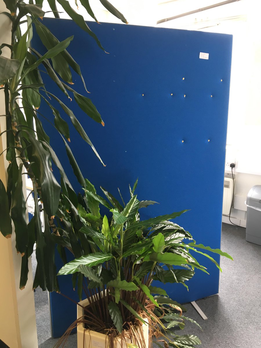 sheffield4c's tweet photo. Sad news to hear that #learndirect #sheffield is closing but a huge thank you from us for the donation of office furniture and this fab plant for our office. #donation https://t.co/YXJnG14hhm