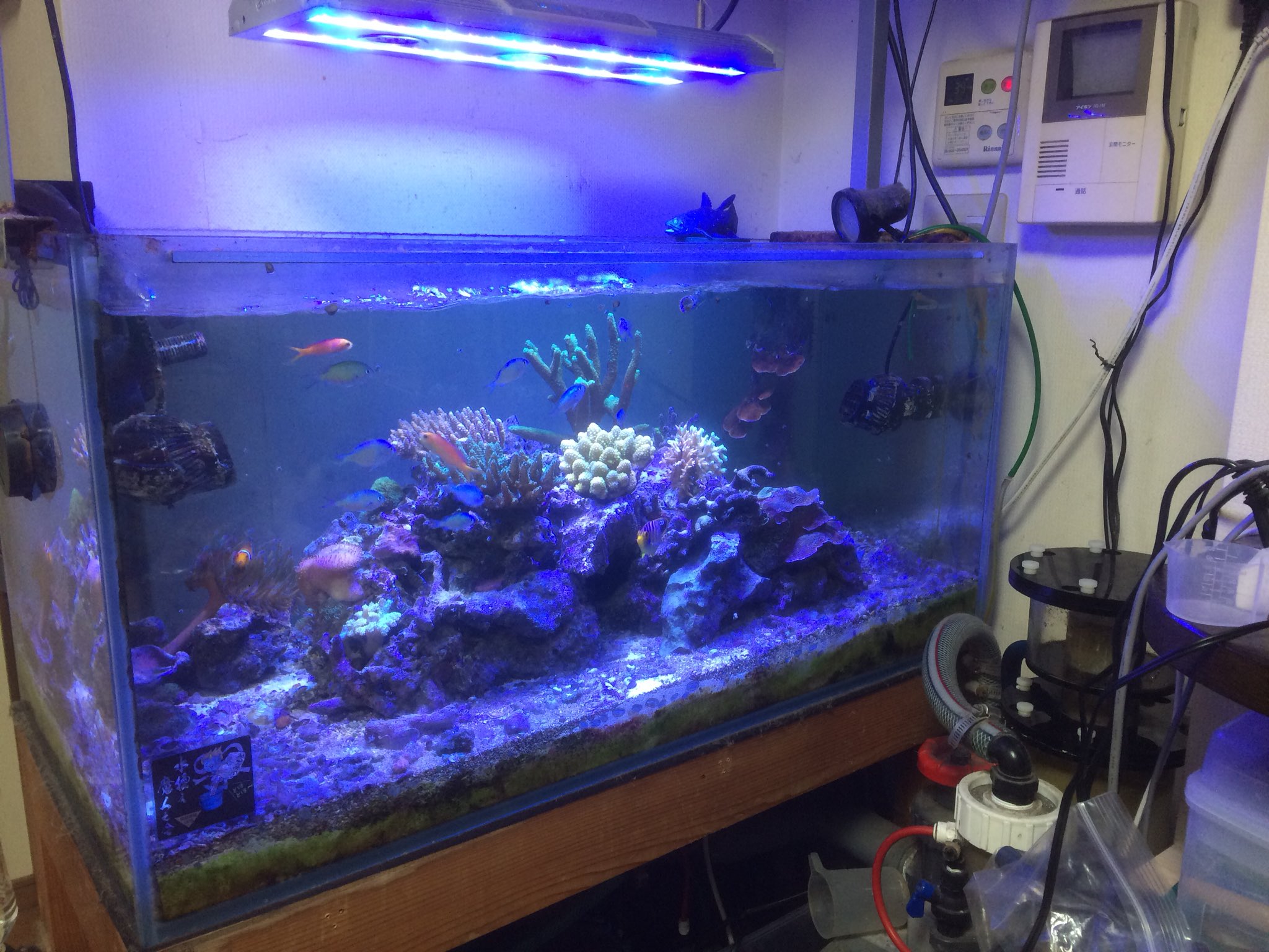 イェーガー 効きが悪くなっていた水槽用クーラーのオーバーホールをメーカーに依頼したのは6月末頃 なかなか連絡が来ないと思ったら チラーから水漏れがあり 修理をすると5万円 もし修理しても 各部が劣化していてまた壊れる恐れがあるので 修理