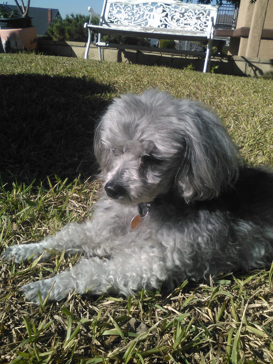 my dog has gone missing