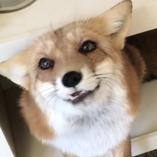 renjun the fox tweet media