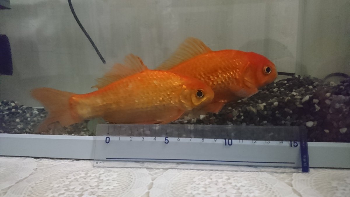 にいそら お祭りの金魚はすぐ死んじゃうからみたいな事を別のツイートで話してましたけど うちの金魚は八年前のお祭りで貰った金魚ですけど きちんと飼えばここまで育つんですよ 命は大切にした方が良いですよ にいそら お祭りの金魚はすぐ死んじゃうからみたいな事を別のツイートで話してましたけど うちの金魚は八年前のお祭りで貰った金魚ですけど きちんと飼えばここまで育つんですよ 命は大切にした方が良いですよ