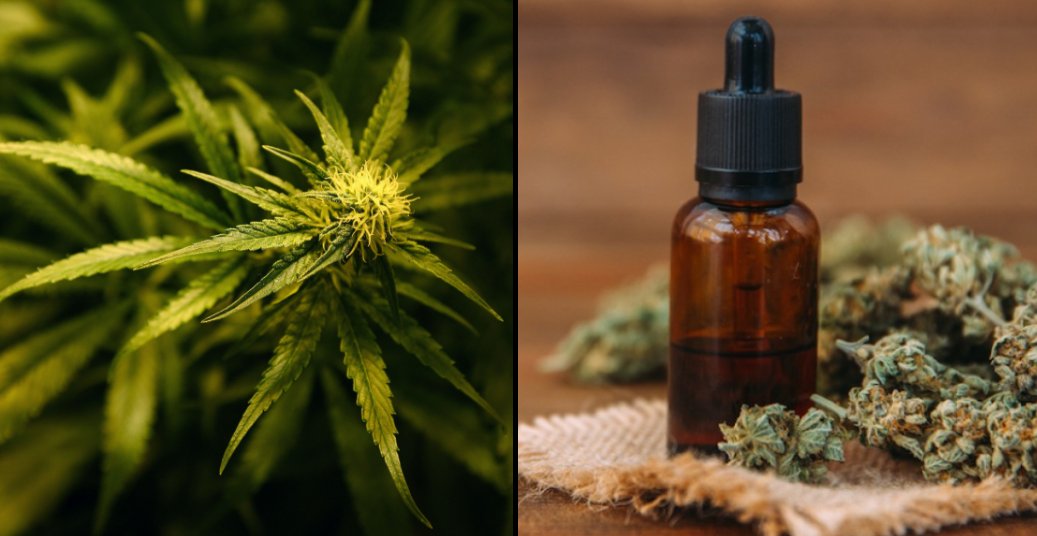 ladbible's tweet photo. Medical cannabis given go ahead in the UK...
https://t.co/ql713Q5QZ2 https://t.co/e9t3vs0La4