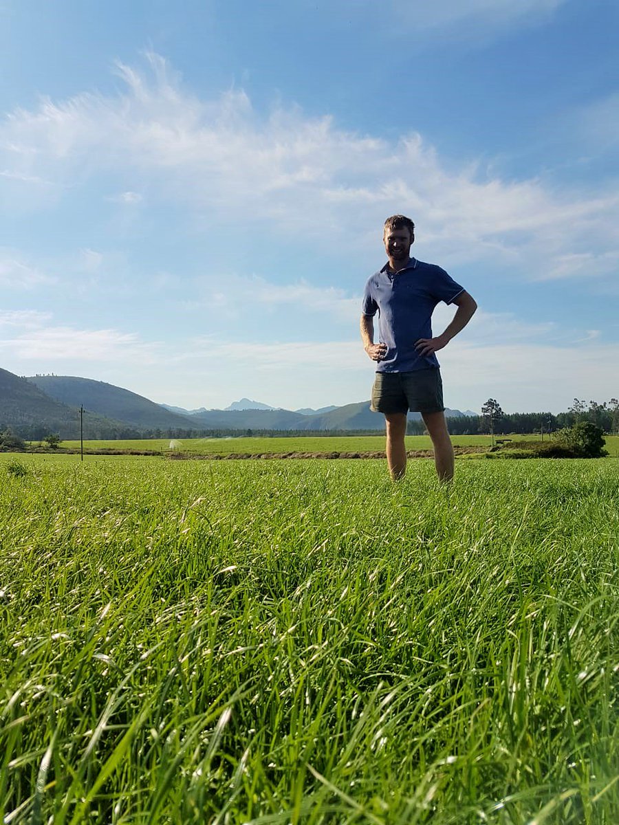 BarenbrugSA's tweet photo. Another beautiful Arrow:Shogun pasture mix (Where tough meets performance)! @ Loredo farm in the Crags. - James Marais! Good grazing management=key to pasture production and persistence! #PassionForPasture #BarenbrugSA #Ryegrass #AskForTheYellowBag #QualityAtItsBest #YourSolution https://t.co/cOKZZJvftX