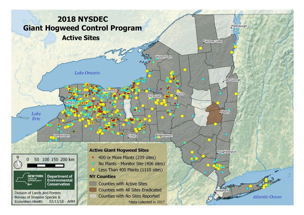 PERMAPublicWrx's tweet image. @TownofWebsterNY 's commissioner of public works confirmed that Giant Hogweed was found in a Webster park. July 7, 2018 (picture below) 
2 all our @PERMA4WC members please B aware of these statewide locations. Always use caution with this toxic plant. It can burn your skin.
