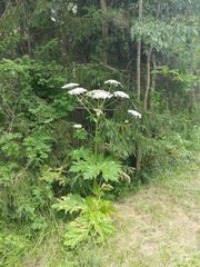 PERMAPublicWrx's tweet image. @TownofWebsterNY 's commissioner of public works confirmed that Giant Hogweed was found in a Webster park. July 7, 2018 (picture below) 
2 all our @PERMA4WC members please B aware of these statewide locations. Always use caution with this toxic plant. It can burn your skin.