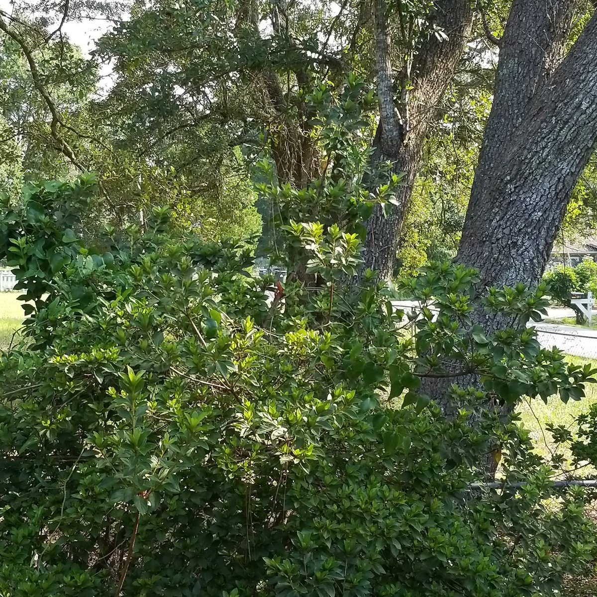 OurNomadicStory's tweet photo. I am enjoying the view from my office this morning.
#OurNomadicStory #NanoRVPark #florida #rvlife #rvliving #myofficeviewtoday #myofficeview https://t.co/zoRxkdPAqI